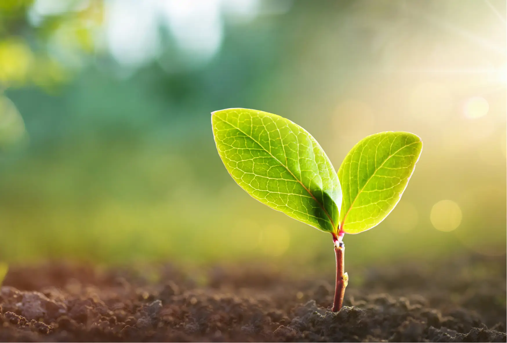 Liten grön planta som växer ur jorden