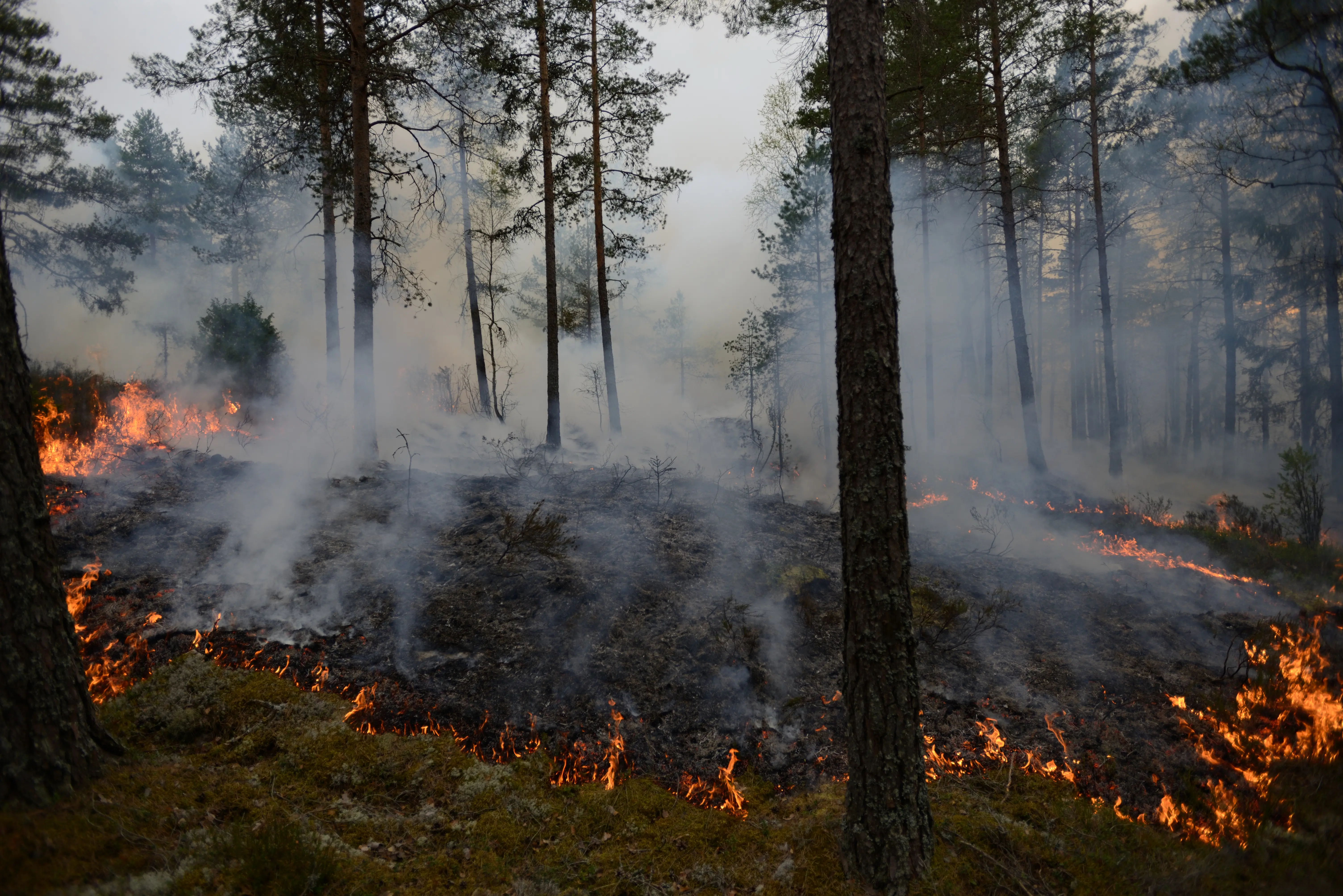 Bild på skogsbrand